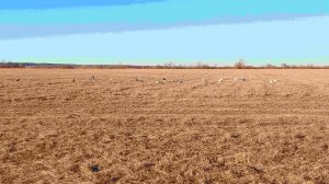 ОХОТА НА ГУСЯ. РЯЗАНСКАЯ ОБЛАСТЬ. ЕСЕНИН. ИОАННО-БОГОСЛОВСКИЙ МОНАСТЫРЬ. ОХОТА В РОССИИ.