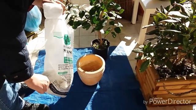 Камелия(Camelia)посадка в горшок. Из сад.хозяйства на горе Пилио. смотреть онлайн