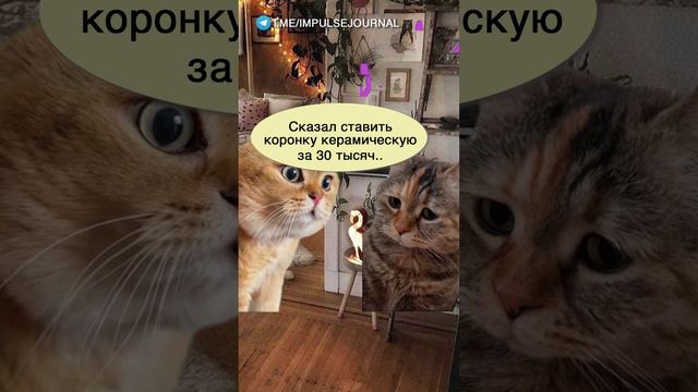 Зубодер насоветовал #мыкотики #вмем #разговор #анекдот #шутки #кот #юмор #смешное #прикольно #мемы смотреть онлайн