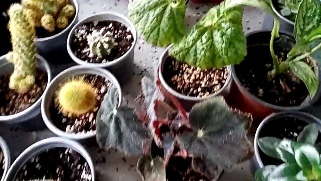 Комнатные растения. Суккуленты на нашем рынке. смотреть онлайн