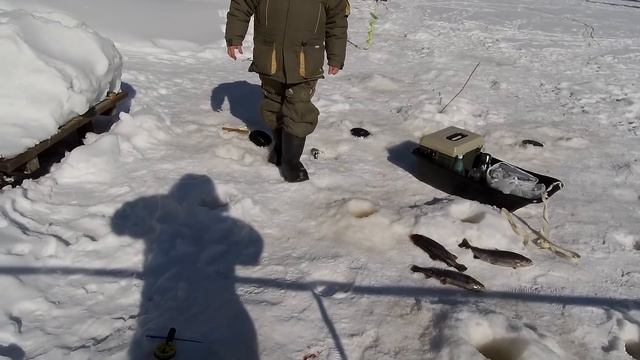 Форелевая рыбалка на КМ в день выборов смотреть онлайн