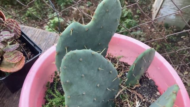 Суккуленты. Часть вторая. 02.11.2022 смотреть онлайн