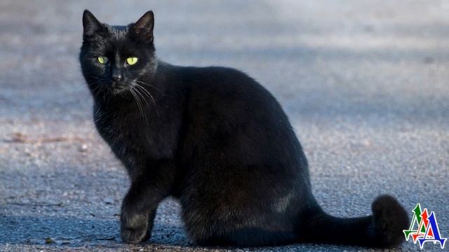 - Здесь КОТ, он РАНЕН, наверно УМИРАЕТ. Пойдем дальше! - крикнула женщина сыну, но он… смотреть онлайн