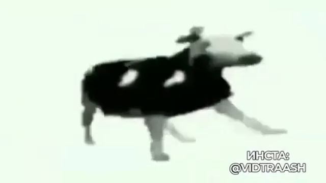 Карова танцует танец на протяжении 1 часа смотреть онлайн