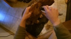 Стрижка кокер спаниеля зимой. Уход за ушами и лапами. Спаниель Сёма