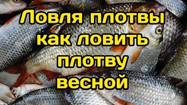 Ловля плотвы Как ловить плотву весной смотреть онлайн