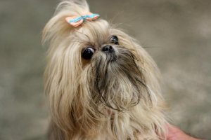 Вадим Казаченко  -  Ты одна такая