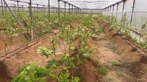 Голубика в теплице 2 га. Первый сезон плодоношения