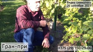 ГРАН-ПРИ, ИЗЮМСКИЙ МУСКАТ, ЗОРЕНЬКА - ультраранние суперновинки 2021 года! (Беларусь)