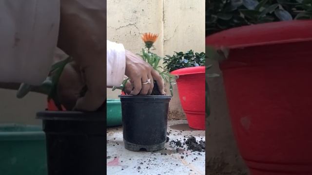 Beautiful Gazania plant #flowers #winter flowering plant. смотреть онлайн