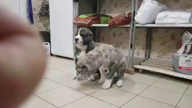 Щенки САО - алабая  в питомнике 