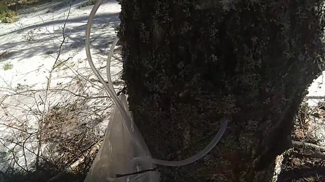 Грибные светильники