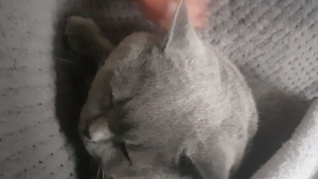 Британский кот замерз?/British cat is frozen? смотреть онлайн
