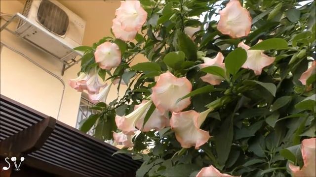 Brugmansia (white-pink flowers) / Бругмансия (бело-розовые цветы) смотреть онлайн