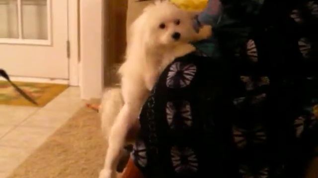 Macho, Powder Puff Chinese Cresent смотреть онлайн