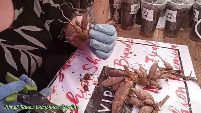 Хотела ролик про цветочки, а получилось как всегда) смотреть онлайн