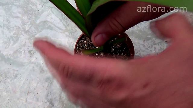 РАЗМНОЖЕНИЕ ДРАЦЕНЫ В ДОМАШНИХ УСЛОВИЯХ | Dracaena Marginata смотреть онлайн