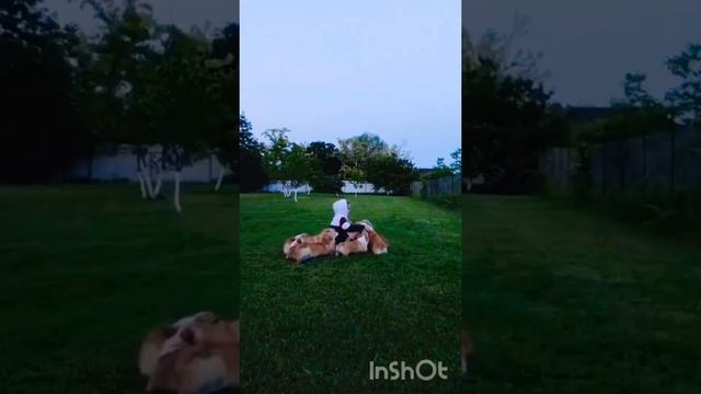 #милота#собачки#корги #рекомендации смотреть онлайн