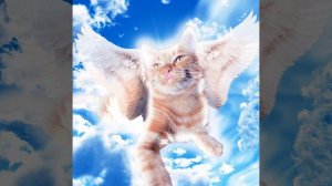 Симбочка - Прощай Дружок