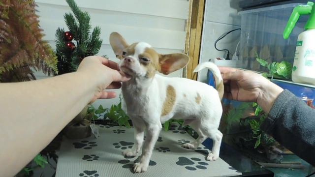 ПРОДАЮ Щенка породы ЧИХУАХУА Мари Мистик Магнат Др 16/07/2021 года , окрас бело лиловый смотреть онлайн