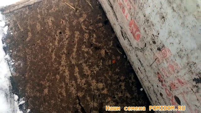 Сезон посадок 2022 начался! НИЧЕГО не ЗАМЁРЗНЕТ Под таким Укрытием! Сажаем ЧЕСНОК в ЯНВАРЕ! смотреть онлайн