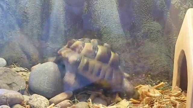 средиземноморская черепаха катается с горки))) смотреть онлайн