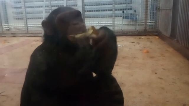 Хочу показать как обезьяна ест шкурку банана смотреть онлайн