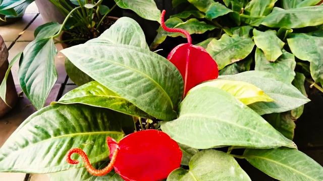 Выставка гортензий в Аптекарском огороде?Роскошные георгины? Большая оранжерея обзор? смотреть онлайн