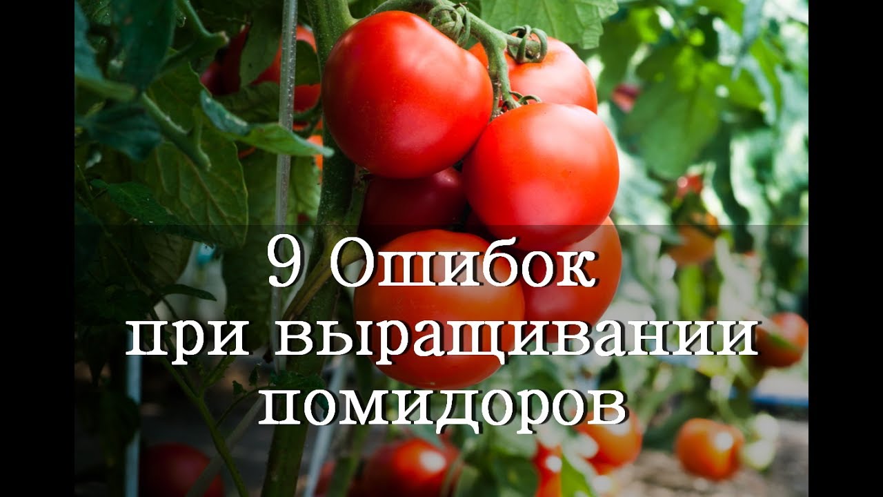 9 Ошибок при выращивании Помидоров / как правильно выращивать томаты смотреть онлайн