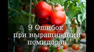 9 Ошибок при выращивании Помидоров / как правильно выращивать томаты