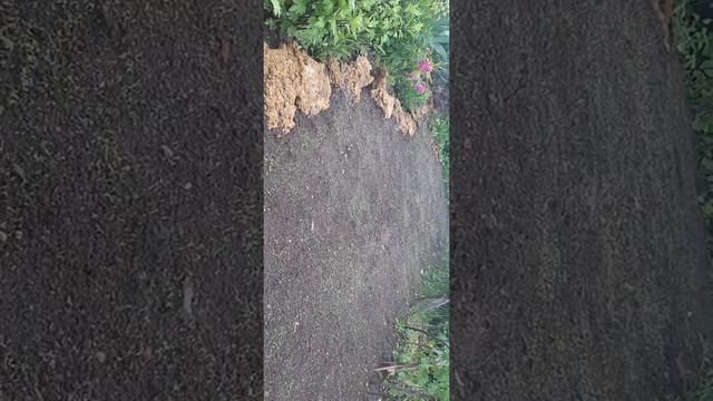 Как легко посеять газон(газон для ленивых)28 мая 2020 г.