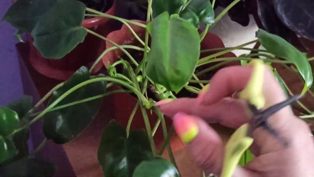 Черенкую филодендрон Бурле макс ? смотреть онлайн