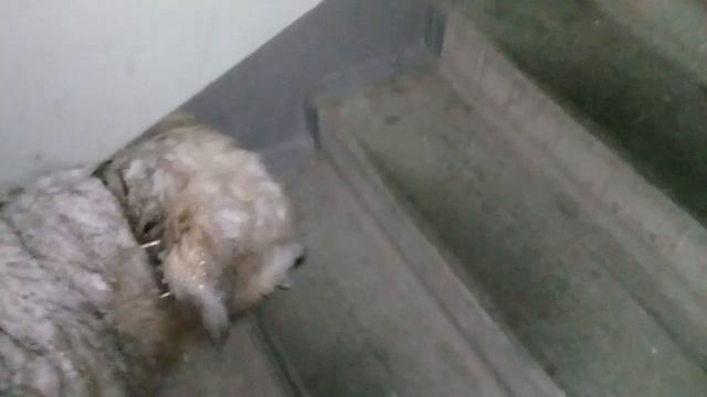 Пёс Тотоша покрытый снегом и вверх по лестнице ведущей вниз смотреть онлайн