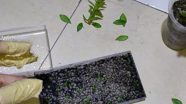 How to Micrograft Gymnocalycium seedling on Pereskiopsis Spathulata⁉️ смотреть онлайн