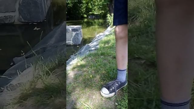 Как я поймал ужа на болоте. смотреть онлайн