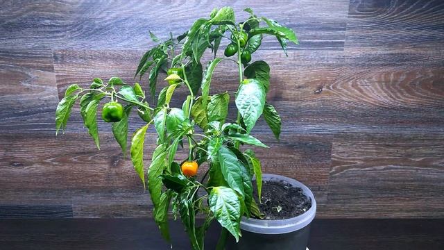 ПОЧТИ САМЫЙ ОСТРЫЙ ПЕРЕЦ В МИРЕ ИЗ СЕМЯН В ГОРШКЕ. КАК ВЫРАСТИТЬ ХАБАНЕРО НА ПОДОКОННИКЕ смотреть онлайн