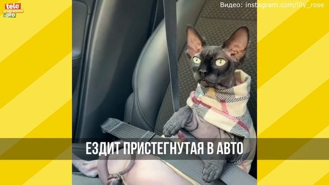 Кошка Лили-Роуз в образе Ждуна смотреть онлайн