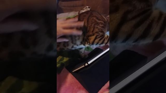 Зафира  играет на планшете :)