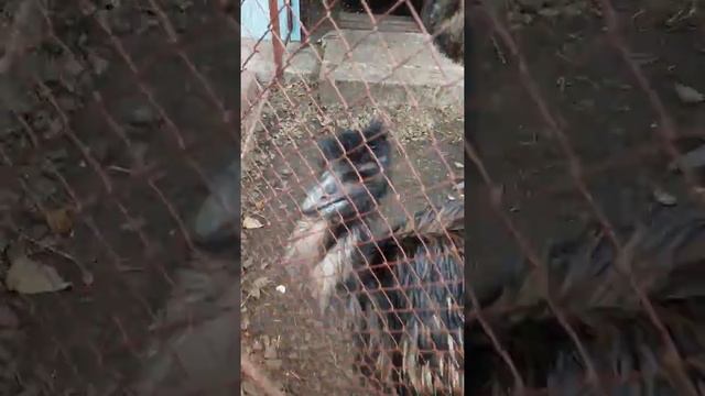 Страус РЫЧИТ? Как лев.. смотреть онлайн