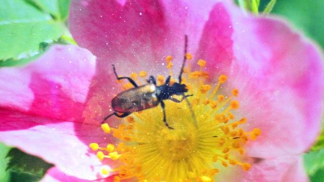 Богиня цветов смотреть онлайн