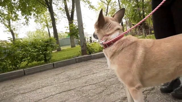 КАК ПОКАЗАТЬ СОБАКЕ, КТО ХОЗЯИН В ДОМЕ! ? смотреть онлайн