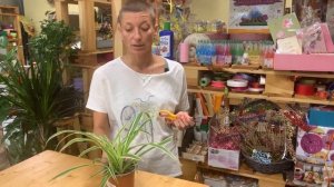 Хлорофитум Лаксум - видеообзор сорта