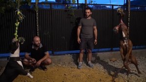 Состязание, питбуль против стаффа.