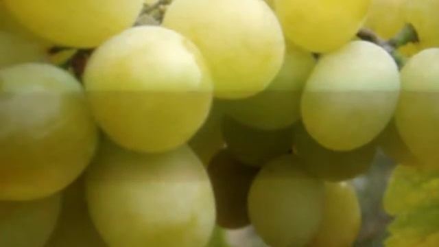 Виноград Диана
