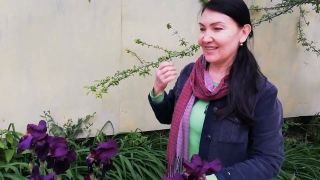 Ирисы цветы неба и солнца смотреть онлайн