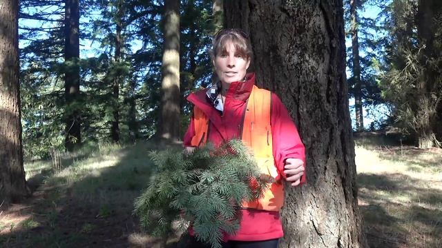 Pseudotsuga menziesii (Douglas-fir), Pinaceae смотреть онлайн