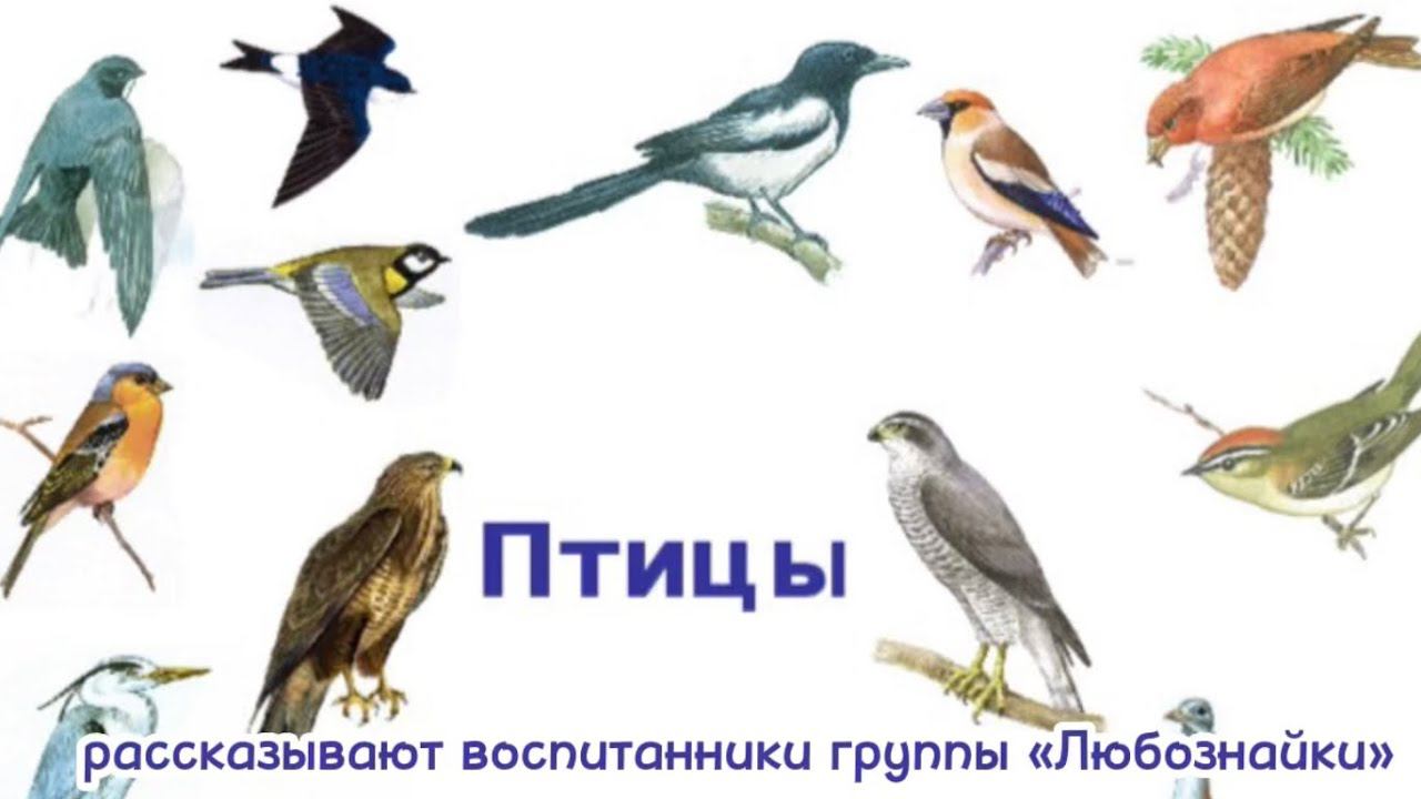 Перелетные и зимующие птицы для детей смотреть онлайн