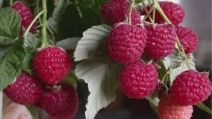 Секрет обильного плодоношения малины