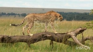 10 животных которые занесены в красную книгу♡♡♡