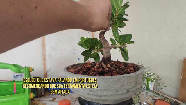 Nebari Perfeito ficus green island p2 смотреть онлайн